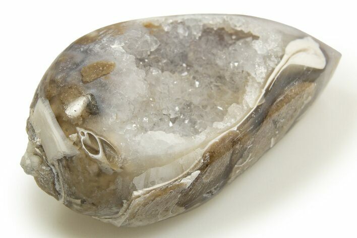 Chalcedony Replaced Gastropod With Sparkly Quartz - India #318691